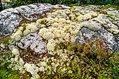 Il Parco Nazionale di Koli, Carelia Settentrionale. Sottobosco ricco di erica e licheni.